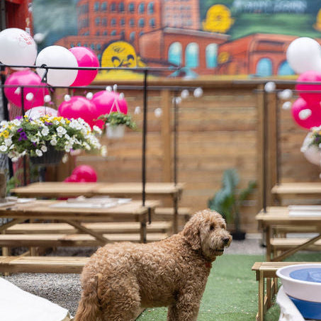 Dog pottery class in toronto