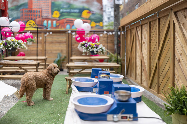 Outdoor Dog Paw Print & Painting Pottery Workshop at Richmond
