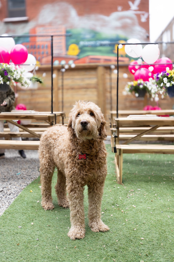 Outdoor Dog Paw Print & Painting Pottery Workshop at Richmond