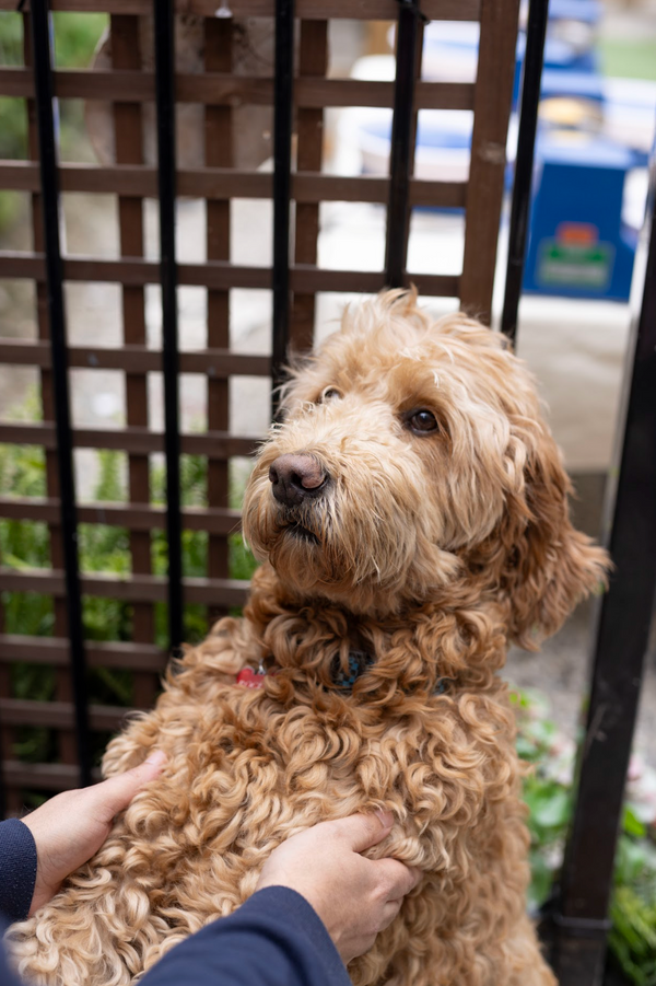 Outdoor Dog Paw Print & Painting Pottery Workshop at Richmond